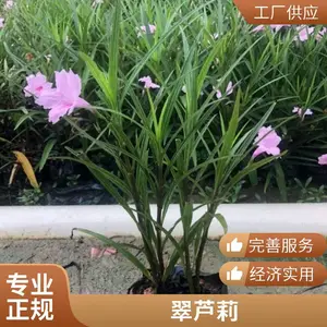 ��«���ɫ�ۻ����� ��̳����������������ֲ ͥԺС��԰���̻�����