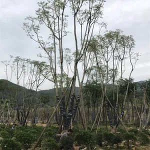 上饶蓝花楹大型苗木基地,上饶蓝花楹移植容器