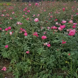 �̻���50�����¼����籨������