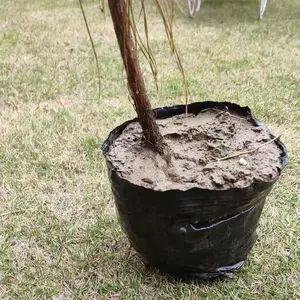 两年半湿地松杯苗,湿地松容器苗,湿地松树苗-林之源