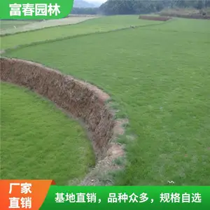 出售四季青草坪 园林绿化 固土护坡屋顶隔热 体育场常用草