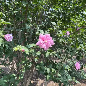 ��Ӧ����ľ�Ȼ��� 6����7����8�����ذ�ľ���� �����ֻ� �Լ���ֲ