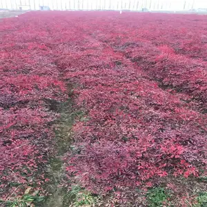 潢川南天竹批发-绿海苗圃(在线咨询)-潢川南天竹