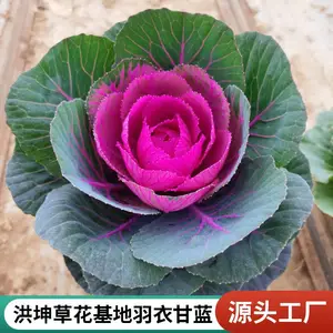 基地供货 耐寒花卉 羽衣甘蓝批发 采购羽衣甘蓝 工程花卉 洪坤花卉
