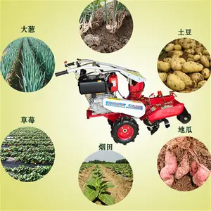 ������ˮ���������� 10������Ǿ������� �ٺ���ֲ������