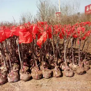 ����ؾ�4���ָ߸��¼����۸� �羰��״�¼�������