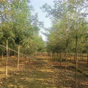 3公分白蜡 价格信息 帅阳农业 3公分白蜡 工程苗基地
