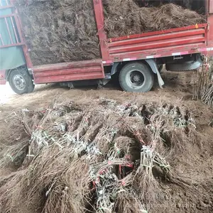 ����������ֲ����õ����������������� ��ũũҵ �ĺ���ľ�޽�