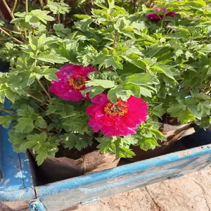观赏花卉牡丹 长青绿化苗木花卉 牡丹断根营养杯苗