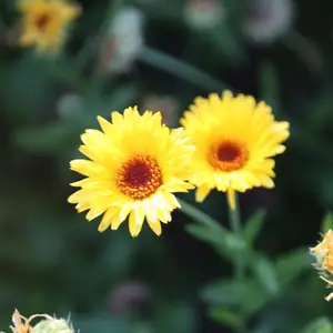 北京绿鑫花种金盏菊