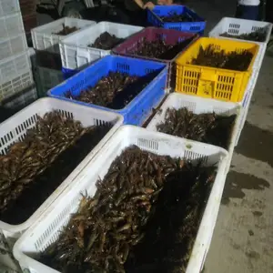 现在龙虾种的***格 江苏龙虾养殖基地 南通龙虾价格