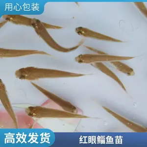 鲻鱼苗肉质鲜嫩 骨刺少 成活*** 生长速度快 病害少