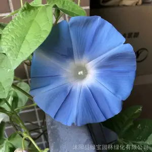 ����ǣţ������ ��ɫ�������� Ʒ�ʺü۸�� ԰���̻����̻���