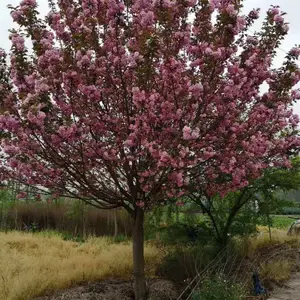 樱花,晚樱,高杆樱花树,晚樱基地,红樱花批发出售