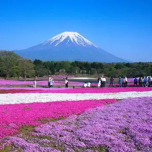 芝樱花海工程施工 芝樱种苗批发 宿根芝樱地被花卉 宿根福禄考杯苗供应