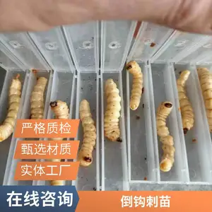千年鸟不踏树寄养的鸟不踏树虫批发 鸟不踏斗米虫批发