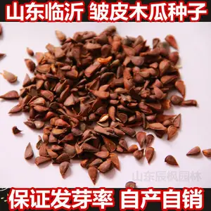 皱皮木瓜种子价格 皱皮木瓜种子批发 山东万亩木瓜园 产地直销 种子饱满 ***发芽率