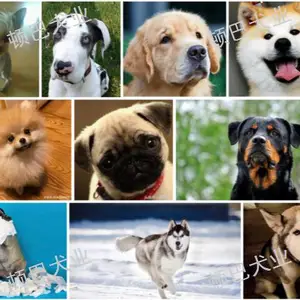 昆明拉布拉多什么价格 昆明顿巴犬业供应