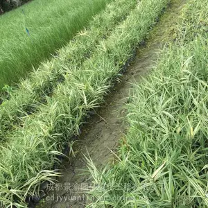 花叶芦竹 成都花叶芦竹基地 水生植物成都货源 四川花叶芦竹产地