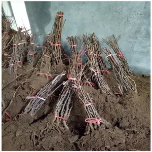 ������������⨺����� �޽�⨺������� �ϱ�����ֲ �ƽ��⨺�������