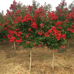 沭阳县陈雪莲园艺场