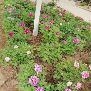 宝鸡牡丹花苗 花园喜光耐寒耐 大苗15分枝8年生