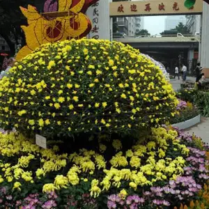 城市广场草花批发地_广场花卉景观_开花草花造型施工
