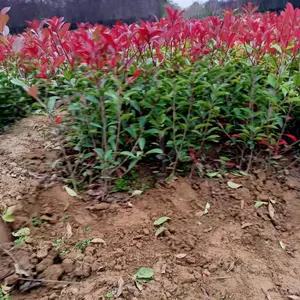 红叶石楠基地-西安红叶石楠基地-红叶石楠苗圃直销