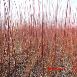 大量供应辽宁省本溪市柳条种植基地主营灌木杞柳@灌木柳 水土保持风障植物
