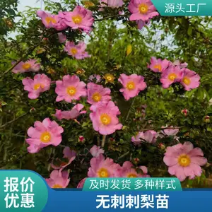 无刺刺梨研究种植中心 批发与销售无刺刺梨鲜果