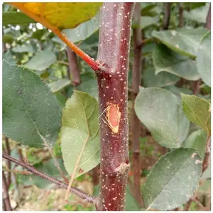 红色之爱苹果树苗价格 红心苹果树苗哪里有卖 红肉苹果树苗批发