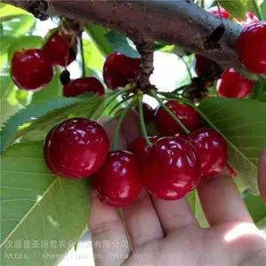 ��ƴ�ӣ�Ұ���ӣ����ӣ����۸� ʥ����