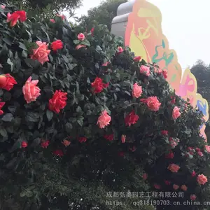 重庆玫瑰花节庆拱门 重庆婚庆拱门 重庆仿真花拱门 假花拱门生产定做 仿真度高 唯美婚礼必备