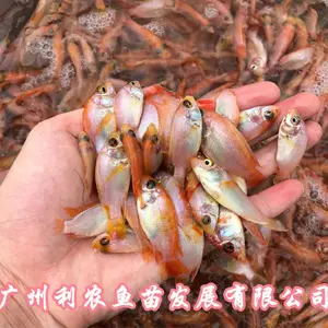 �Ĵ����ݲʺ�����������㽭���ݺ��޷���������