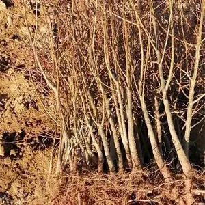 山西产地出售山杏苗 山杏核 一年 两年 三年山杏苗采购基地