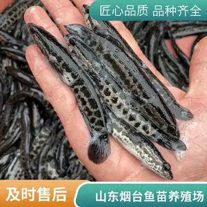 山东烟台本地黑鱼苗泥鳅鱼苗养殖场提供养殖技术指导