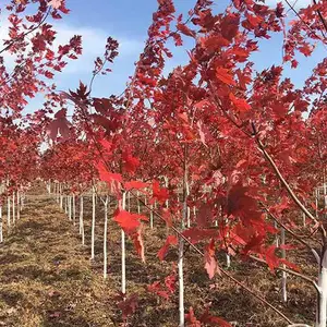 山西美国红枫当年苗-美国红枫当年苗基地-一帆银杏(推荐商家)