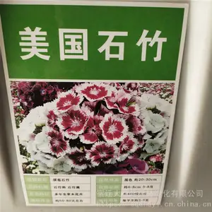 优质新采草花种子 美国石竹种子 发芽*** 价格便宜 ***