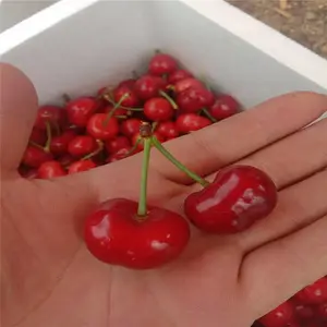 һվ���� ˧������ ����ӣ���� ��ľ��ɢ�� ����ӣ����