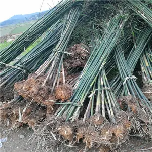 河南洛阳春鹃苗一株的价格真诚相待