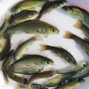����������ֳ�����ͷ��� �������� ���i������ֳ���ڶ� �ɳ���