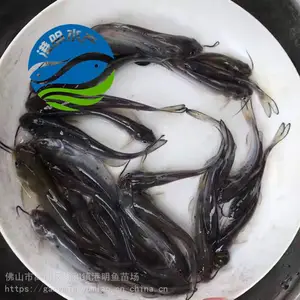 �������Ⱦ��ˮ��ֳ�������� ��β�t�������缼�� �����滮 ��������