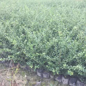 成都龟甲冬青基地杯苗 绿化工程造龟甲冬青 成都龟甲冬青图片 成都龟甲冬青基地批发