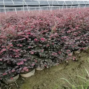 河池红花继木球 萌芽性强耐修剪 公路色块苗适应性强