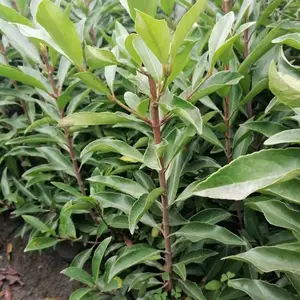 �Ĵ���ľ���س��۷����������� ��1.5�� 18�� 16������