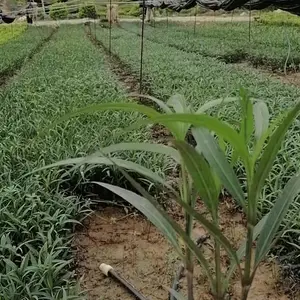 供应各种规格翠芦莉
