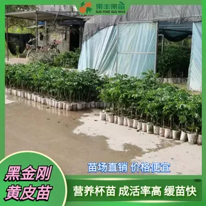����Ʒ�����ۺڻ�Ƥ�硢�ڽ�ա�������_������