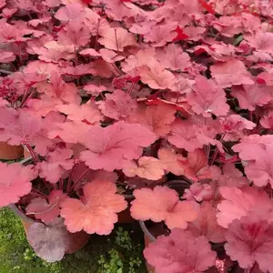供应矾根杯苗盆苗 花境花坛园艺庭院造景植物 成都草花花卉苗木批发 量大***