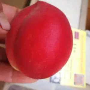 玫瑰香桃苗 香桃苗批发 红香桃苗 专业育苗基地直发