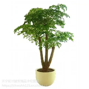 常州花卉租摆_常州植物租赁_常州盆栽出租_常州绿植租赁